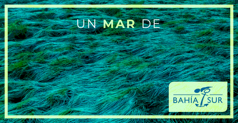 Bahía Sur (rebajas enero 2026)